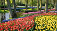 Keukenhof